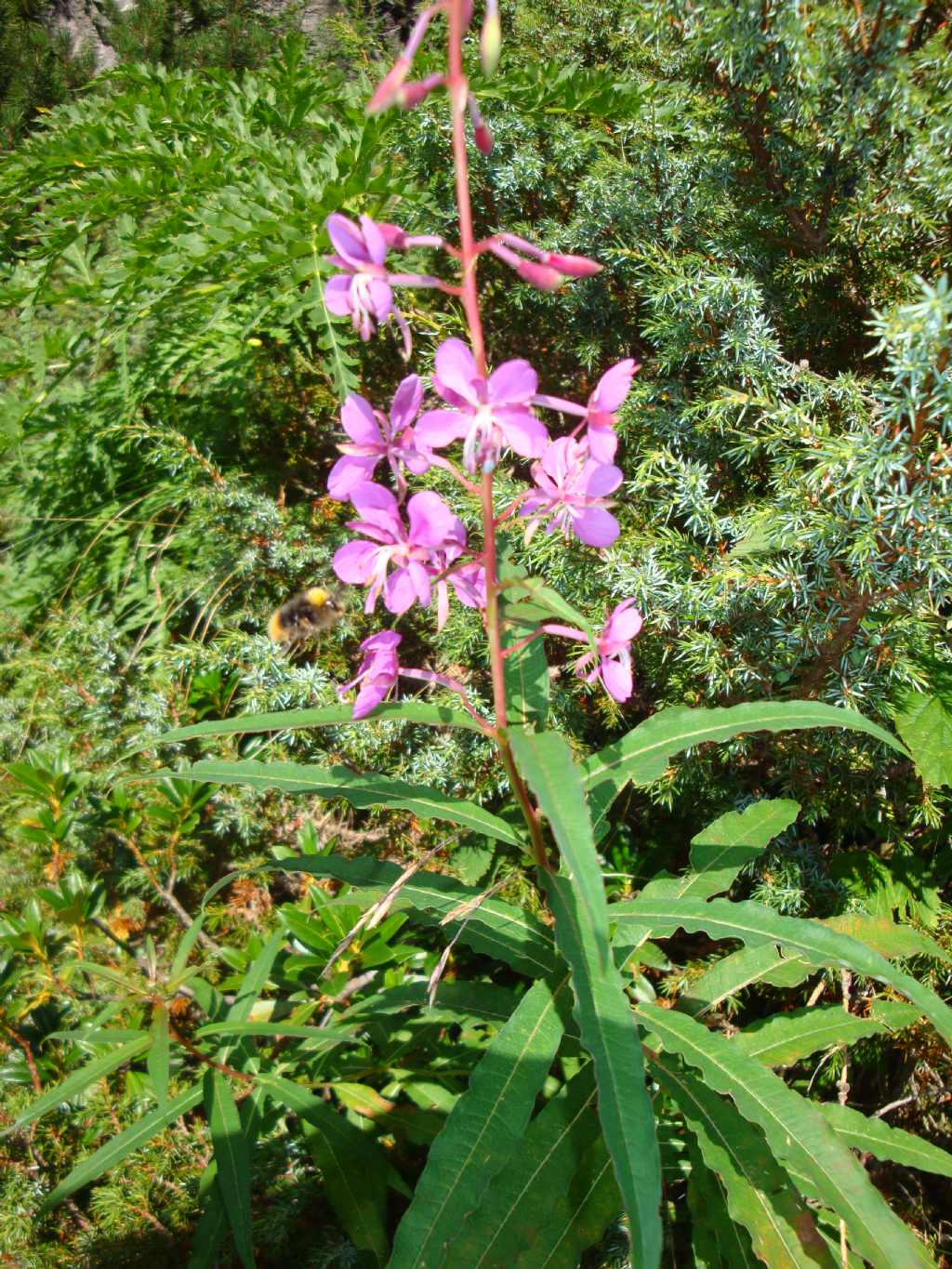 Chamaenerion angustifolium (ex Epilobium angustifolium)